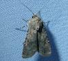 Agrotis segetum